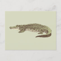Alligator-Briefkaart