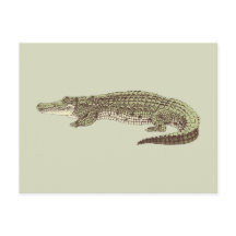 Alligator-Briefkaart