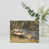 Alligator, Canaveral National Seashore, Florida Briefkaart (Staand voorkant)