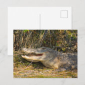 Alligator, Canaveral National Seashore, Florida Briefkaart (Voorkant / Achterkant)