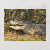Alligator, Canaveral National Seashore, Florida Briefkaart (Voorkant)