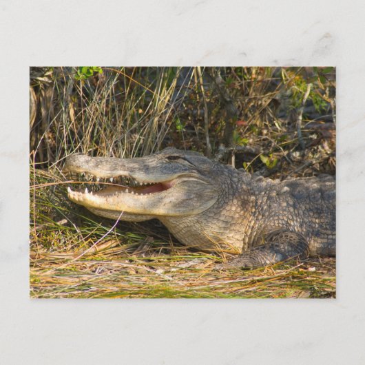 Alligator, Canaveral National Seashore, Florida Briefkaart (Voorkant)