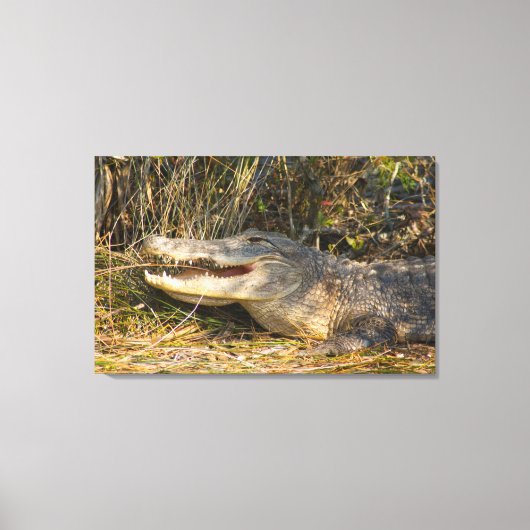 Alligator, Canaveral National Seashore, Florida Canvas Afdruk (Voorkant)