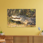 Alligator, Canaveral National Seashore, Florida Canvas Afdruk (Insitu (Woonkamer))