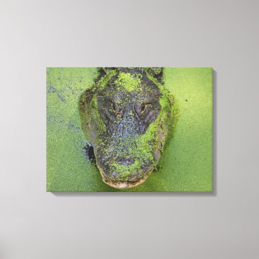 Alligator Close-Up Foto, Wildlife Natuur Prints (Voorkant)