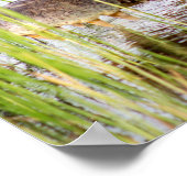 Alligator Crocodiles Wildlife Africa Poster (Hoek)