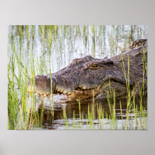 Alligator Crocodiles Wildlife Africa Poster (Voorkant)