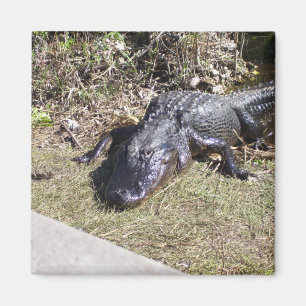 Alligator die rondhangt in de Everglades Magneet