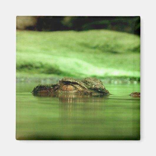 Alligator die uit het water gluurt Magneet (Voorkant)