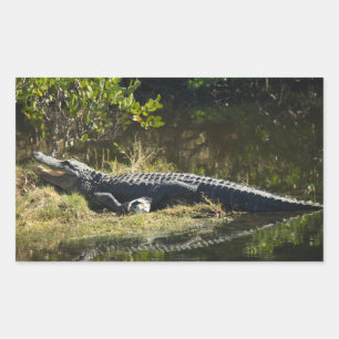 Alligator die zich in de zon koestert op de oever rechthoekige sticker