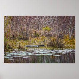 Alligator die zich koestert aan het Galliard Lake, Poster