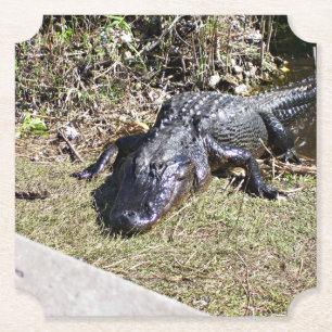 Alligator die zich koestert naast Florida-wetlands Kartonnen Onderzetters