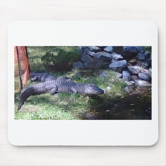 Alligator! Dierenpark ontwerp Muismat (Voorkant)