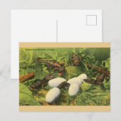  Alligator Egg Hatching in het Briefkaart van Flor (Voorkant / Achterkant)