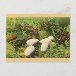  Alligator Egg Hatching in het Briefkaart van Flor