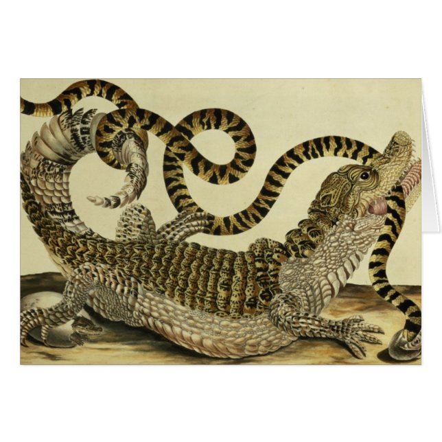 Alligator en slang, 1730 (gekleurd) (Voorkant Horizontaal)