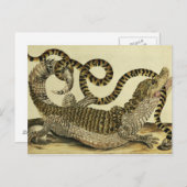 Alligator en slang, 1730 (gekleurd) briefkaart (Voorkant / Achterkant)