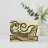 Alligator en slang, 1730 (gekleurd) briefkaart (Staand voorkant)