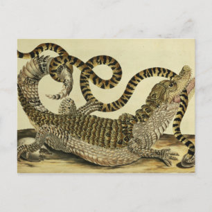 Alligator en slang, 1730 (gekleurd) briefkaart