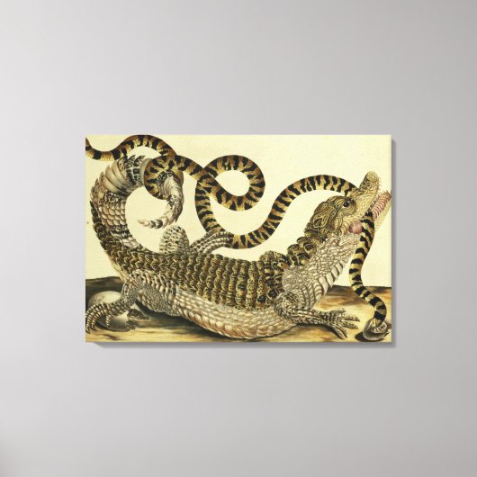 Alligator en slang, 1730 (gekleurd) canvas afdruk (Voorkant)