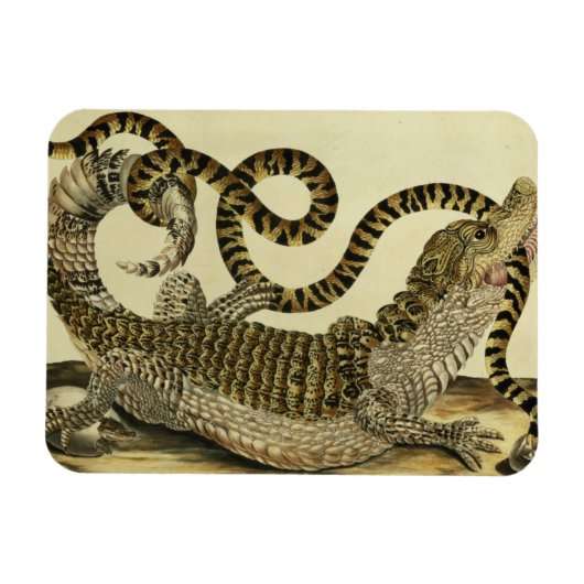 Alligator en slang, 1730 (gekleurd) magneet (Horizontaal)