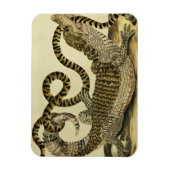 Alligator en slang, 1730 (gekleurd) magneet (Verticaal)