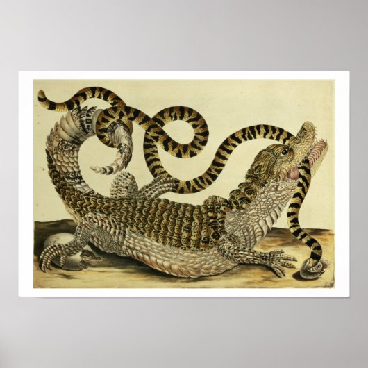 Alligator en slang, 1730 (gekleurd) poster (Voorkant)