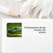 Alligator Etiket (Insitu)