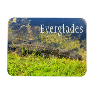 Alligator, Everglades National Park, Florida Magneet