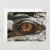 ALLIGATOR EYE CLOSE-UP BRIEFKAART (Voorkant / Achterkant)