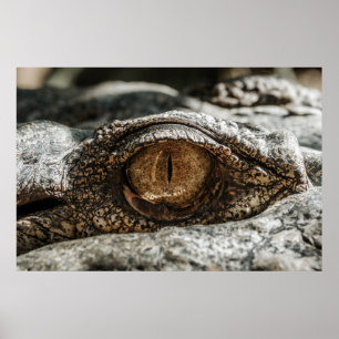 ALLIGATOR EYE POSTER