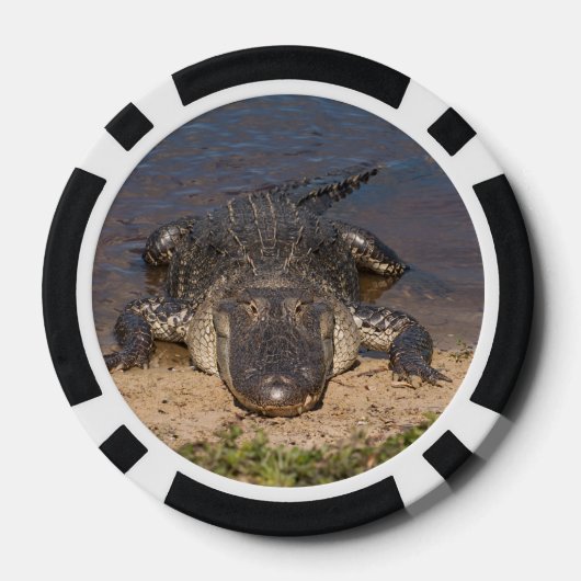 Alligator. Face to face Poker Chips (Achterkant)