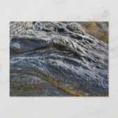 Alligator Florida Everglades Close-up Fotografisch Briefkaart (Voorkant)