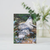 Alligator (Florida, Louisiana en Mississippi) Briefkaart (Staand voorkant)