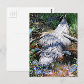 Alligator (Florida, Louisiana en Mississippi) Briefkaart (Voorkant / Achterkant)