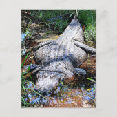 Alligator (Florida, Louisiana en Mississippi) Briefkaart (Voorkant)