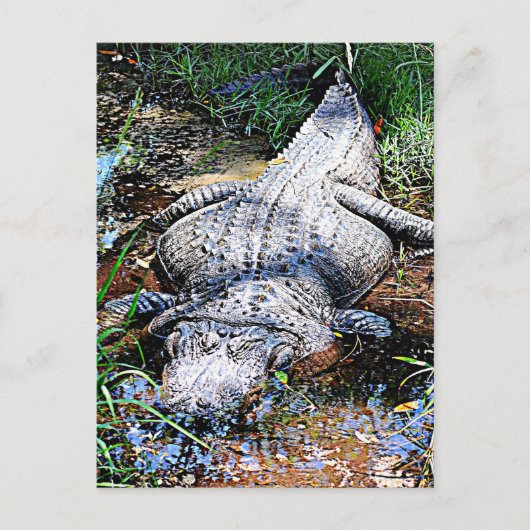Alligator (Florida, Louisiana en Mississippi) Briefkaart (Voorkant)
