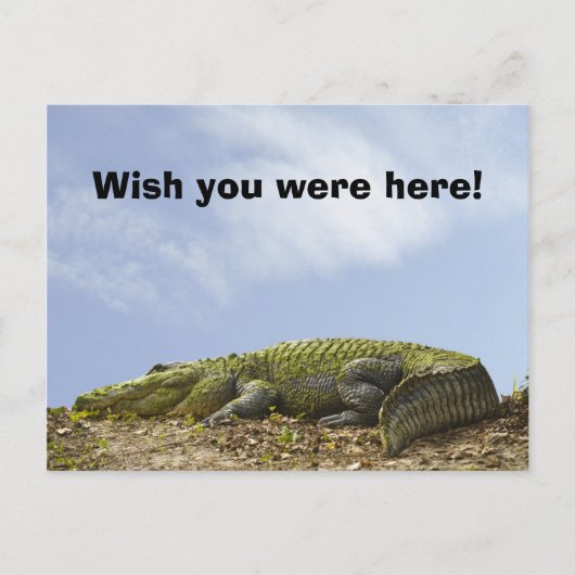 Alligator Florida Sun Foto "Wish you was here" Briefkaart (Voorkant)