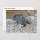 Alligator, Fort Lauderdale, Florida Briefkaart (Voorkant / Achterkant)