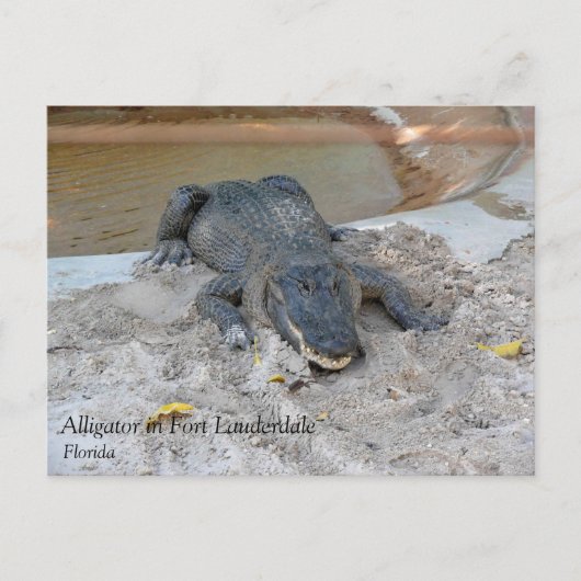 Alligator, Fort Lauderdale, Florida Briefkaart (Voorkant)