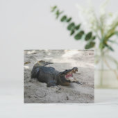Alligator, Fort Lauderdale, Florida Briefkaart (Staand voorkant)