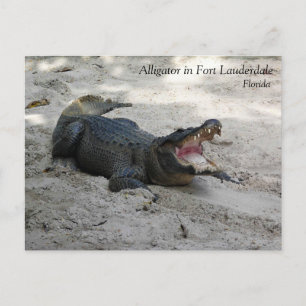 Alligator, Fort Lauderdale, Florida Briefkaart
