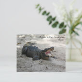 Alligator, Fort Lauderdale, Florida Briefkaart (Staand voorkant)