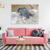 Alligator, Fort Lauderdale, Florida Canvas Afdruk (Insitu (Woonkamer))