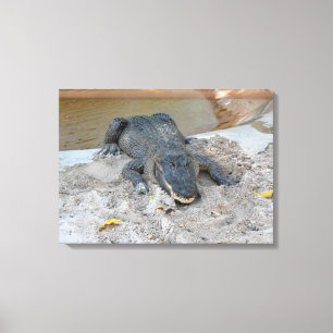 Alligator, Fort Lauderdale, Florida Canvas Afdruk