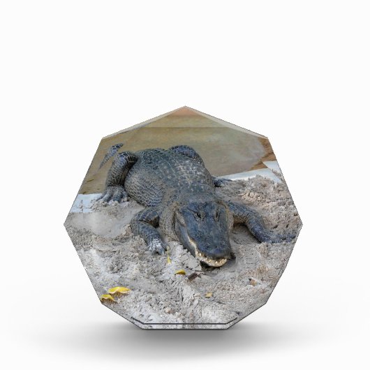 Alligator, Fort Lauderdale, Florida Fotoblokken (Voorkant)