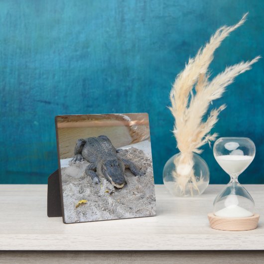 Alligator, Fort Lauderdale, Florida Fotoplaat (Insitu)