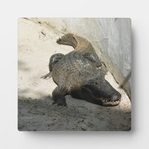 Alligator, Fort Lauderdale, Florida Fotoplaat
