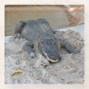 Alligator, Fort Lauderdale, Florida Glazen Onderzetter