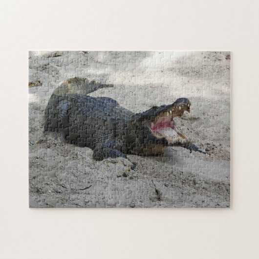 Alligator, Fort Lauderdale, Florida Legpuzzel (Horizontaal)
